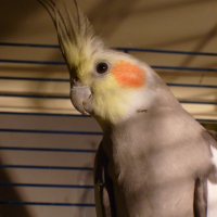 Photo #131899 de Caramel