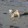 plage_chiens__17_