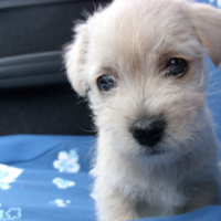 Photo #131965 de Djingle