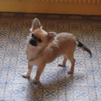 Photo #132631 de Dinky