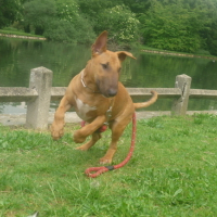 Photo #132709 de Drasko