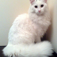 Photo #132877 de Dagmar