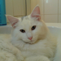 Photo #132883 de Dagmar