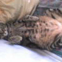 Photo #132931 de Litchy