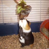 Photo #132937 de Toy