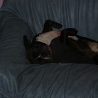 Photo #133195 de Arko