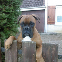 Photo #133279 de Django