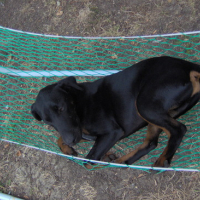 Photo #133309 de Bandit