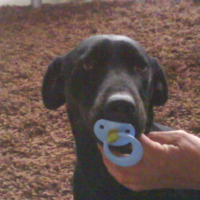 Photo #133315 de Bandit