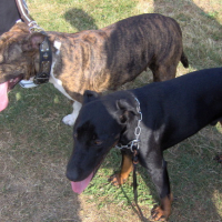 Photo #133321 de Bandit