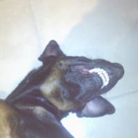 Photo #133327 de Bandit