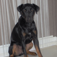 Photo #133405 de Bandit