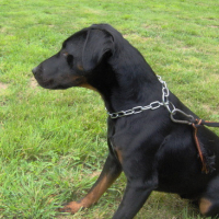 Photo #133411 de Bandit