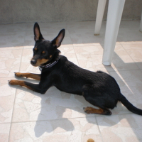 Photo #133729 de Dixy