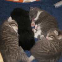 Photo #133819 de Minette