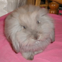Photo #133837 de Daisy