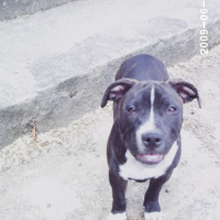 Photo #134119 de Enzo