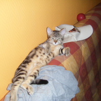 Photo #134239 de Nala et simba