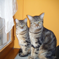 Photo #134245 de Nala et simba