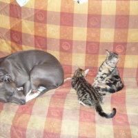 Photo #134251 de Nala et simba
