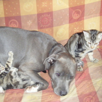 Photo #134257 de Nala et simba