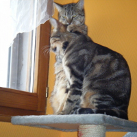 Photo #134263 de Nala et simba