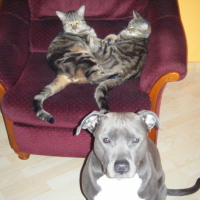 Photo #134305 de Nala et simba