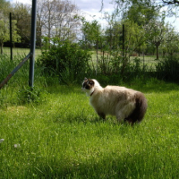 Photo #134503 de Virgule