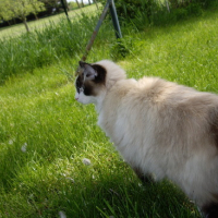 Photo #134509 de Virgule