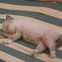 Photo #134516 de Virgule