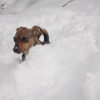 ds_la_neige