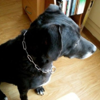 Photo #135301 de Penny