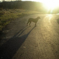Photo #135307 de Penny