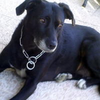 Photo #135319 de Penny