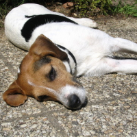 Photo #135487 de Patmol
