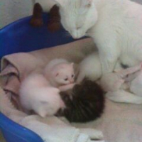 Photo #135715 de Nala
