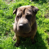 Photo #135751 de Ramses