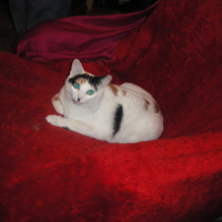 Photo #136129 de Sassy
