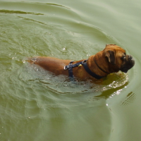 Photo #136465 de Boxer