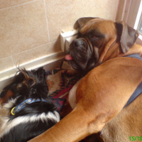 Photo #136471 de Boxer