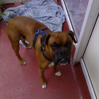 Photo #136477 de Boxer