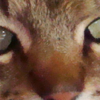 Photo #136549 de Simba