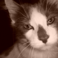 Photo #136657 de Kovu