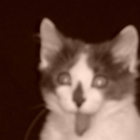 Photo #136663 de Kovu