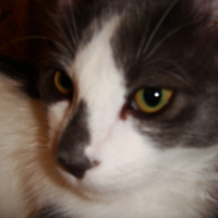 Photo #136669 de Kovu