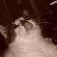 Photo #136675 de Kovu