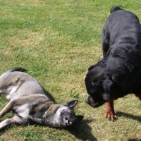 Photo #136729 de Akita