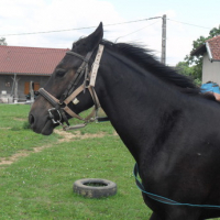 Photo #137269 de Uppercut