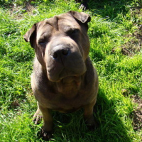 Photo #137419 de Ramses