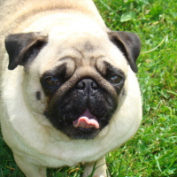 Photo #137665 de Aloa